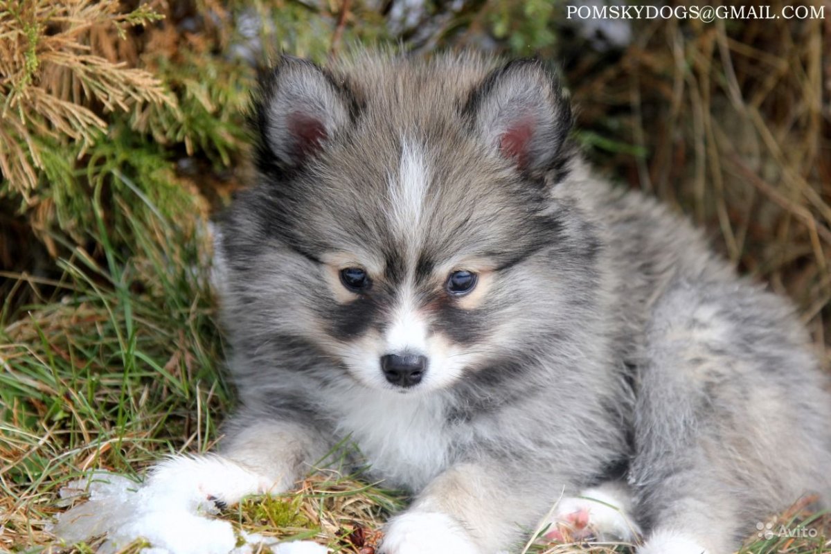 Лисья помски