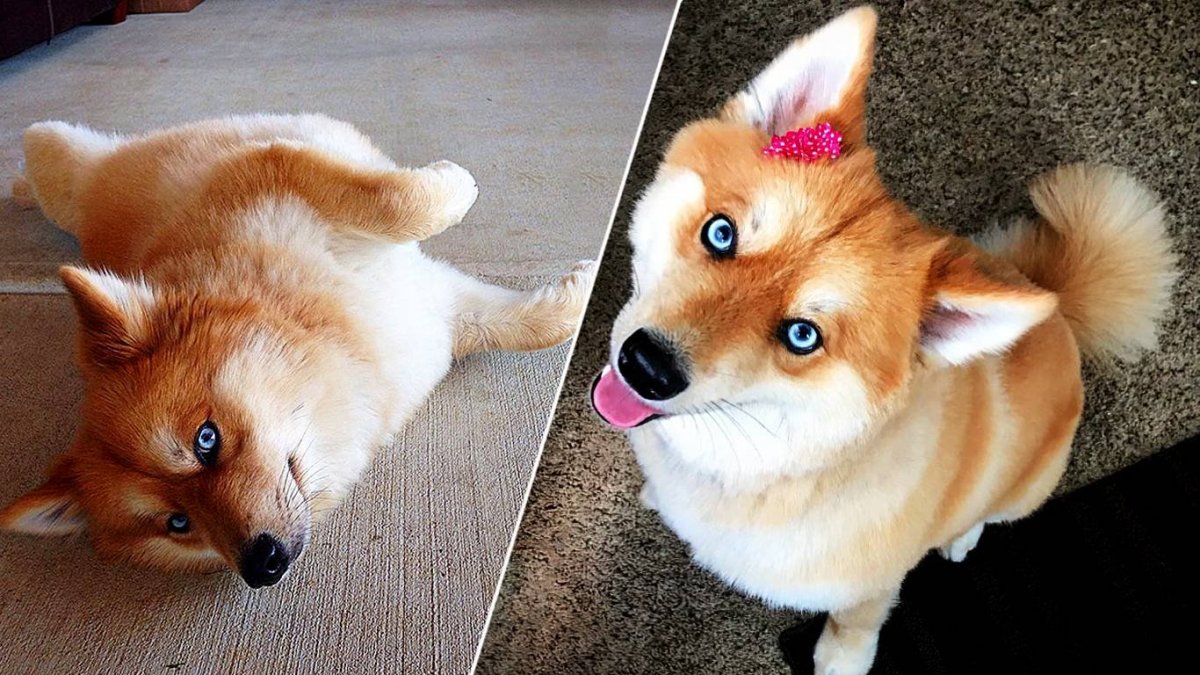 Померанский хаски