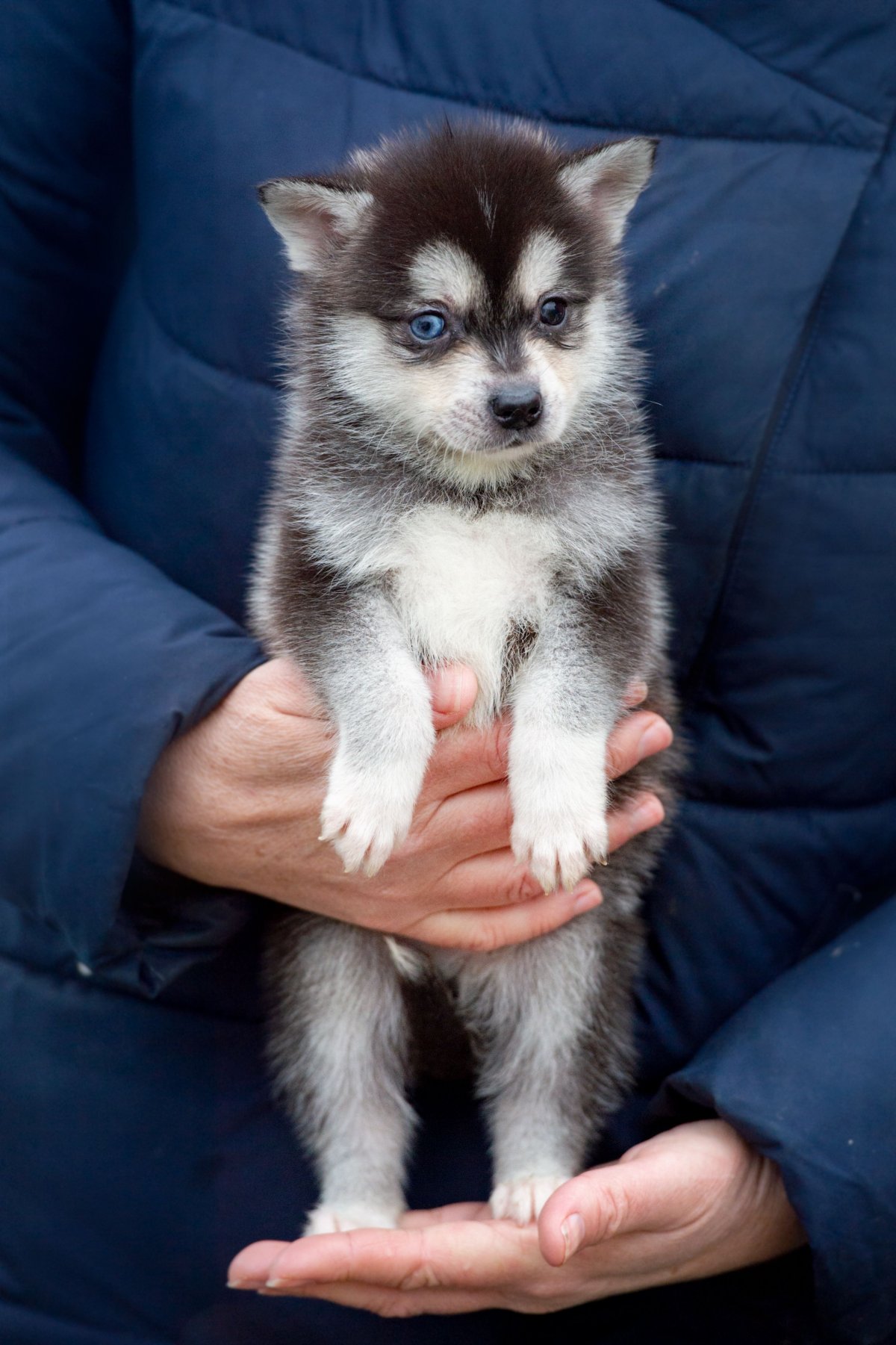 Щенок помски шоколадные