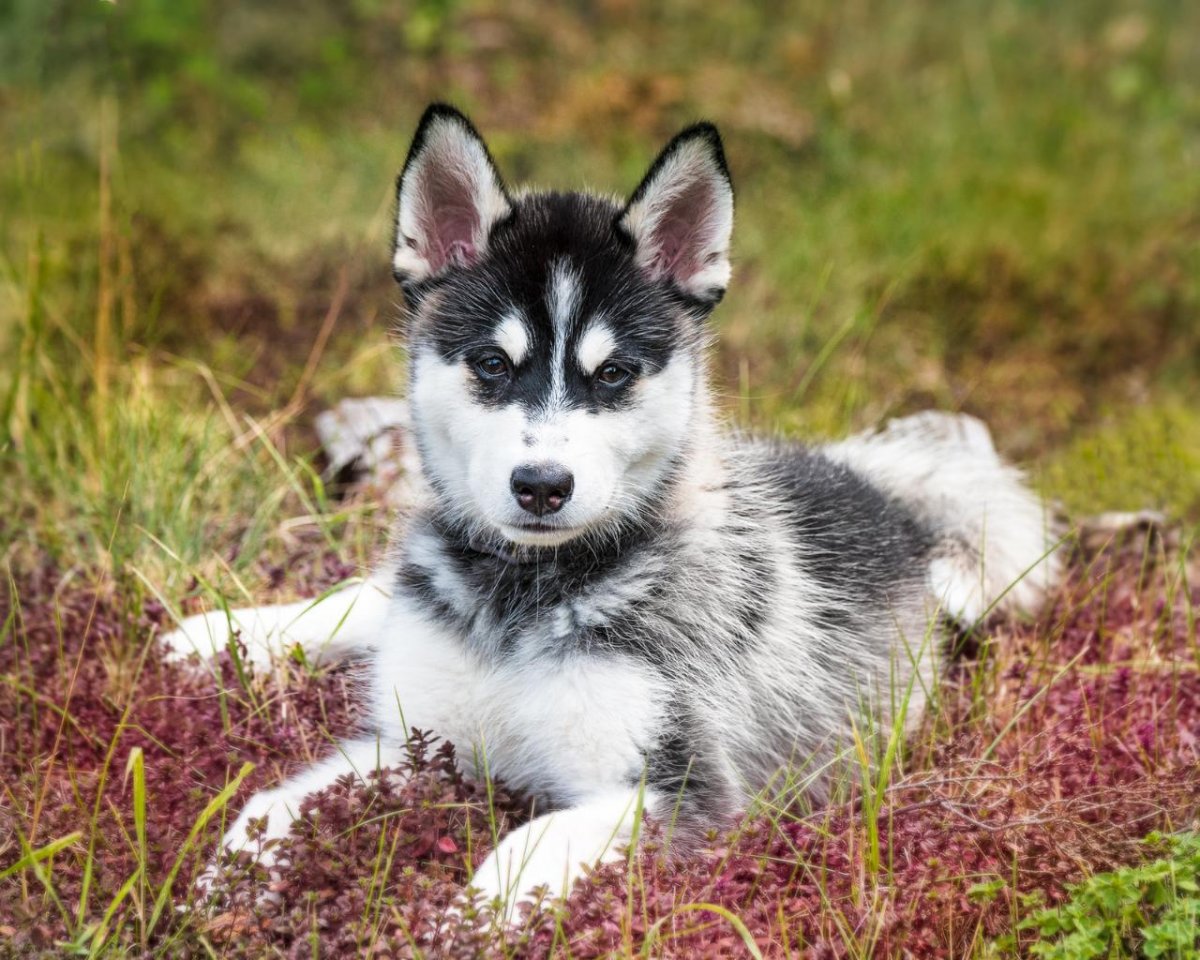 Помски f1 белый