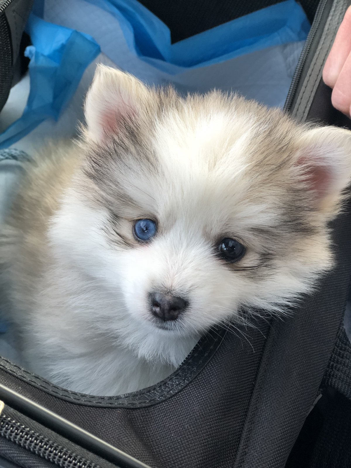 Помесь хаски и шпица