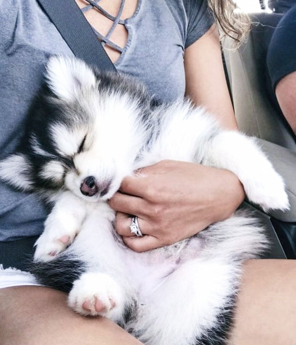 Сибирский хаски медный