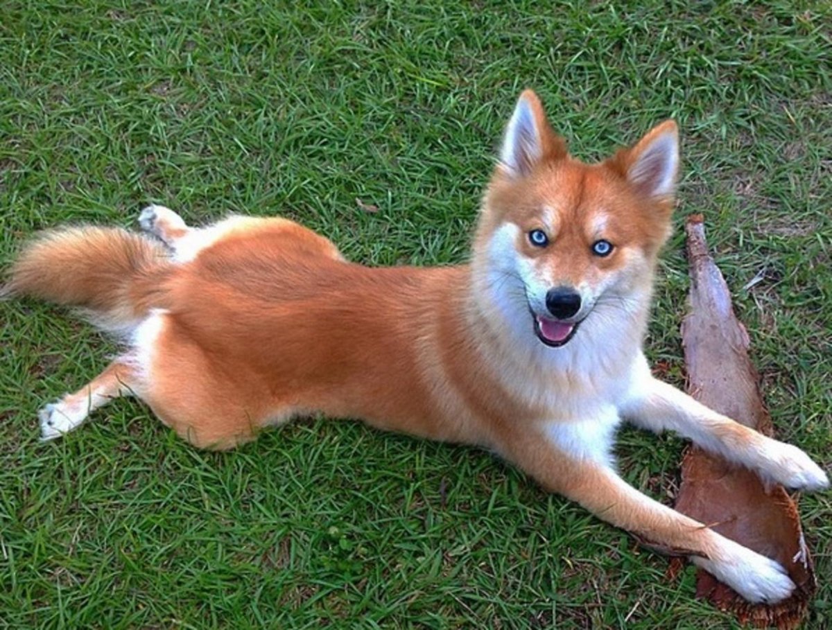 Помски щенки авито Пермь