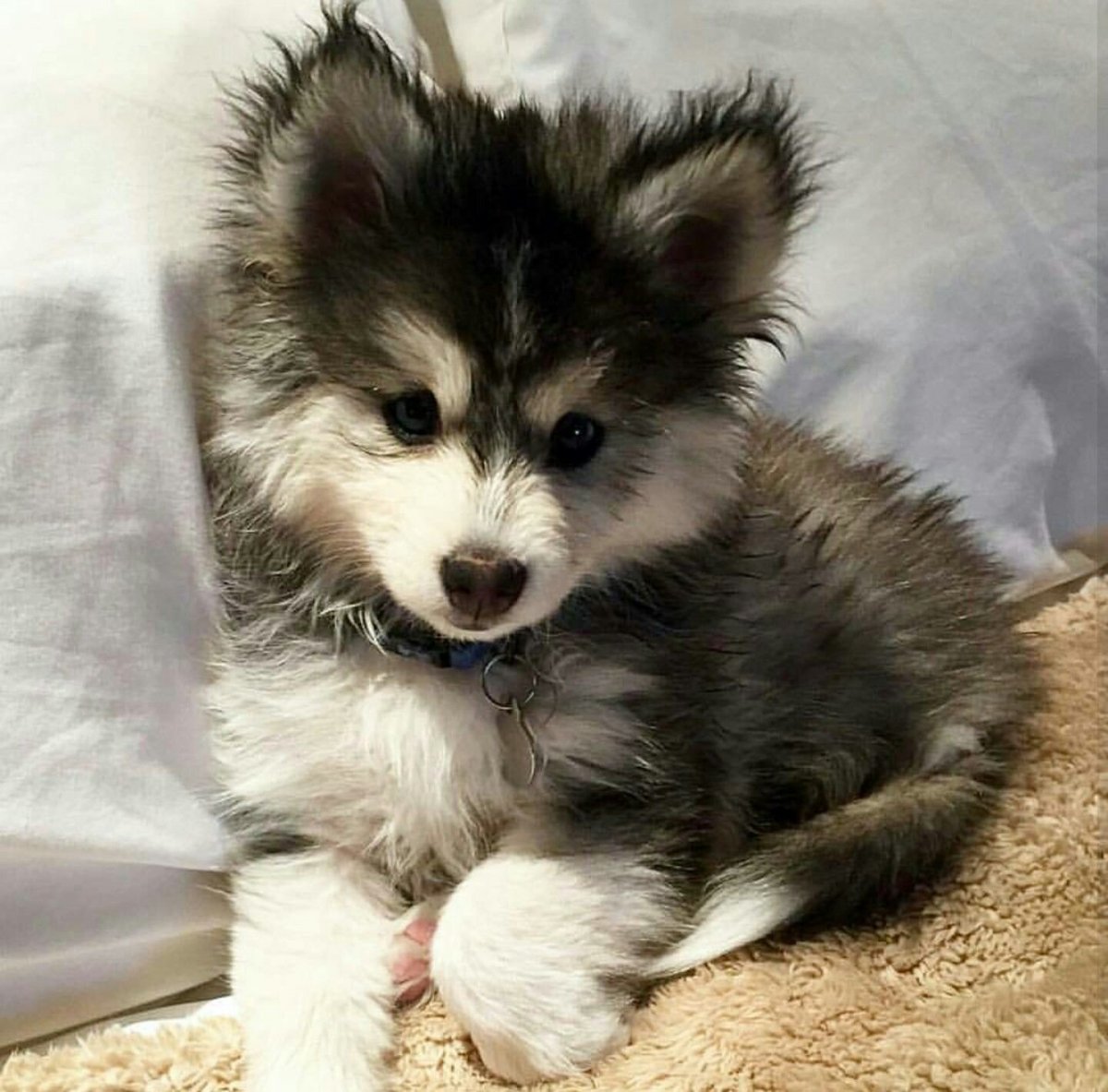 Померанский шпиц и хаски