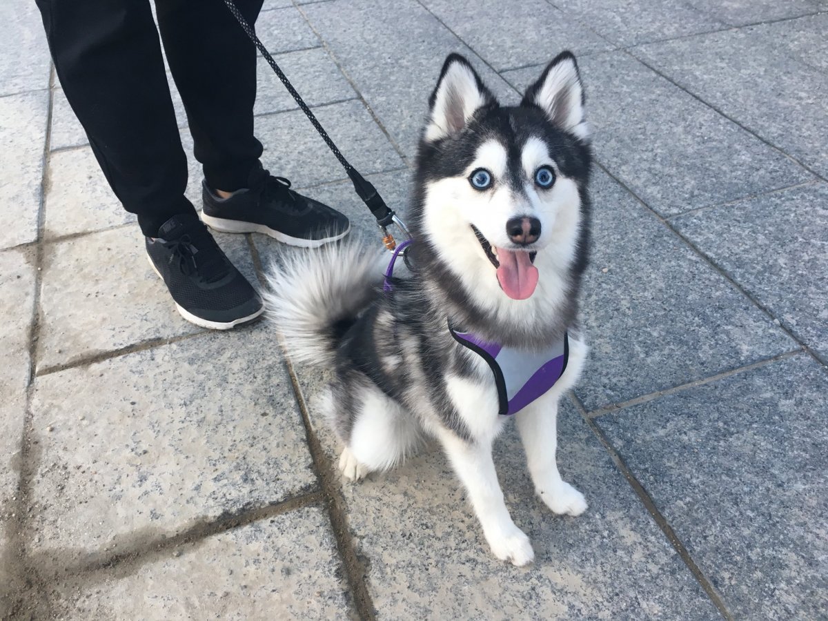 Собака Норман порода помски