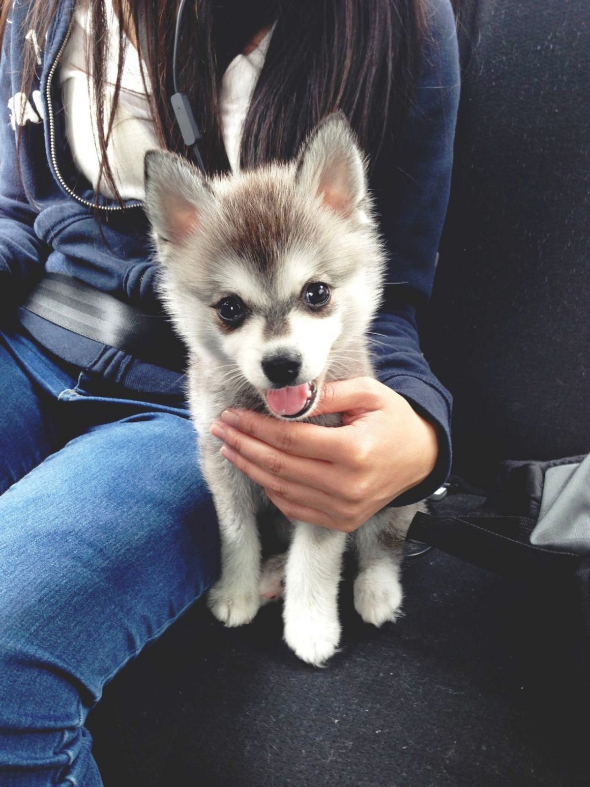 Помски рыжий