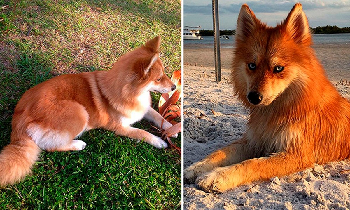 Помски хаски Бэль