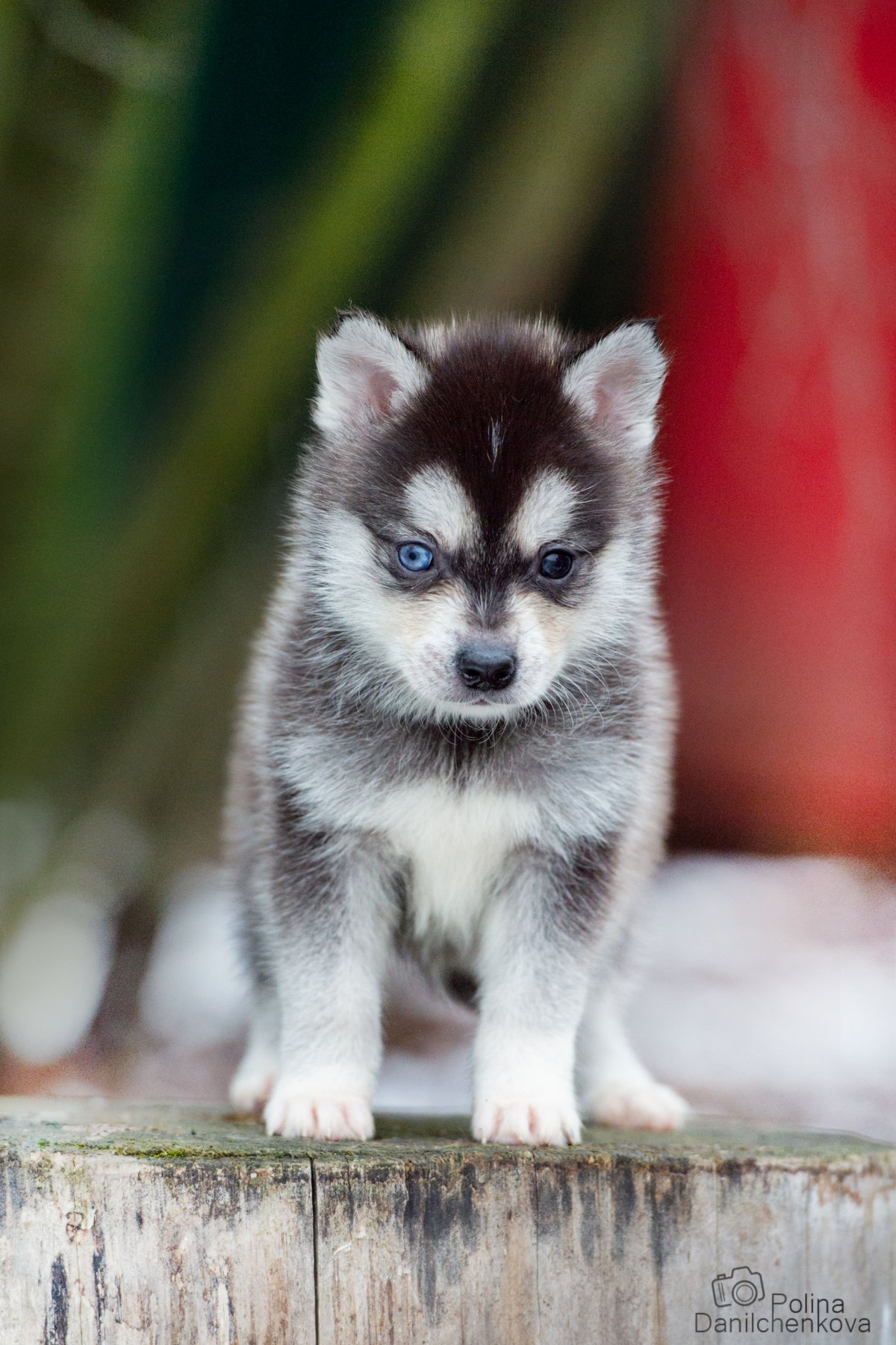 Помски короткошерстный Тип