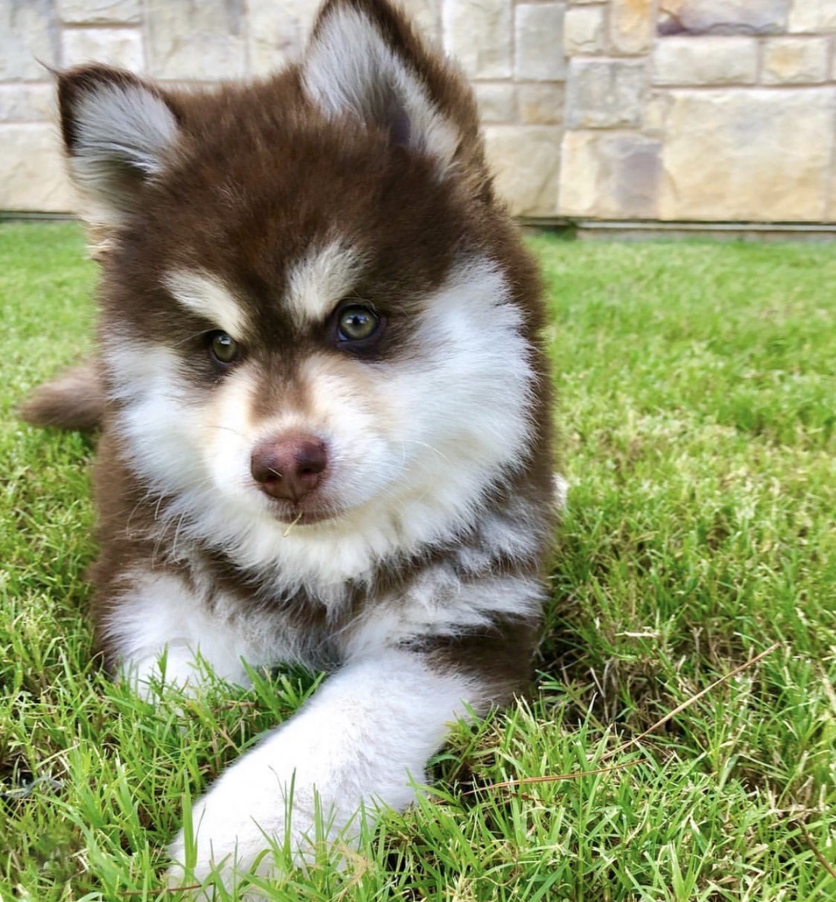 Помски порода