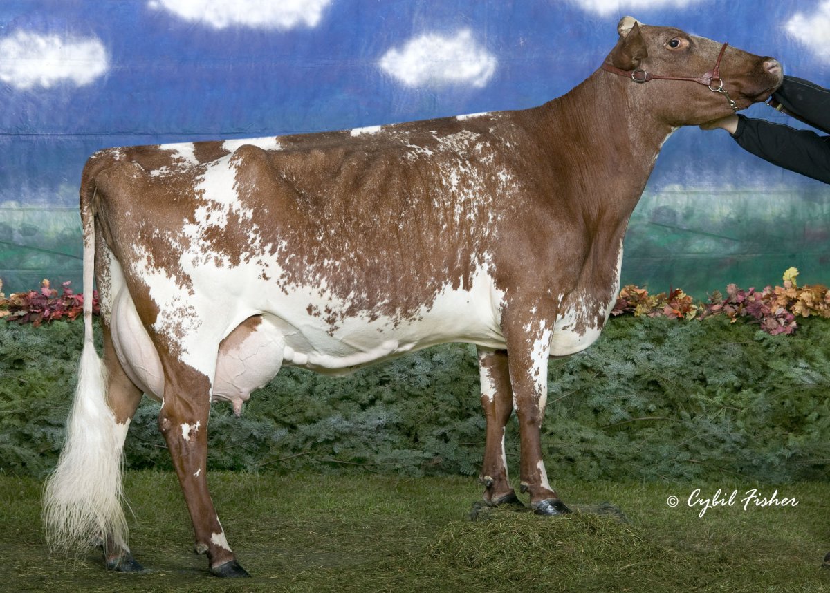 Шортгорнская корова