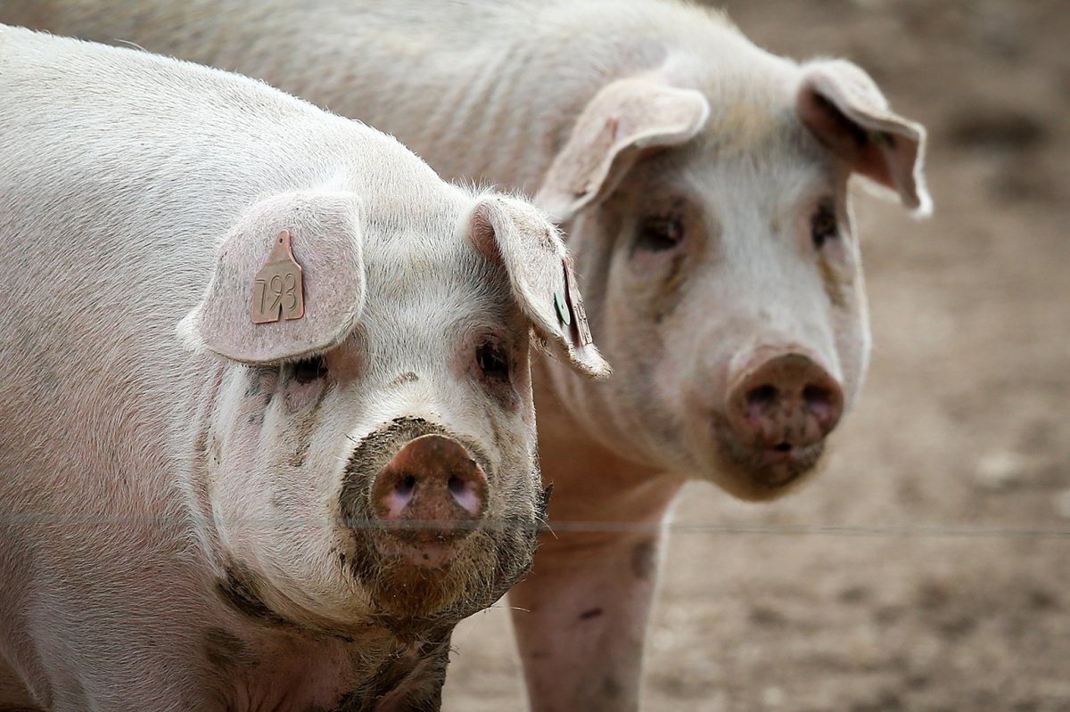 Европа свинья. Генномодифицированные свиньи. Трансгенные сельскохозяйственные животные. ГМО животные.