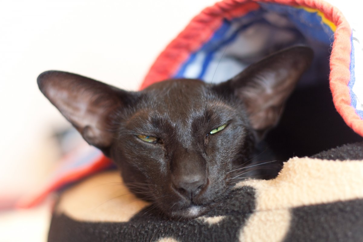 Черный кот породы Ориентал