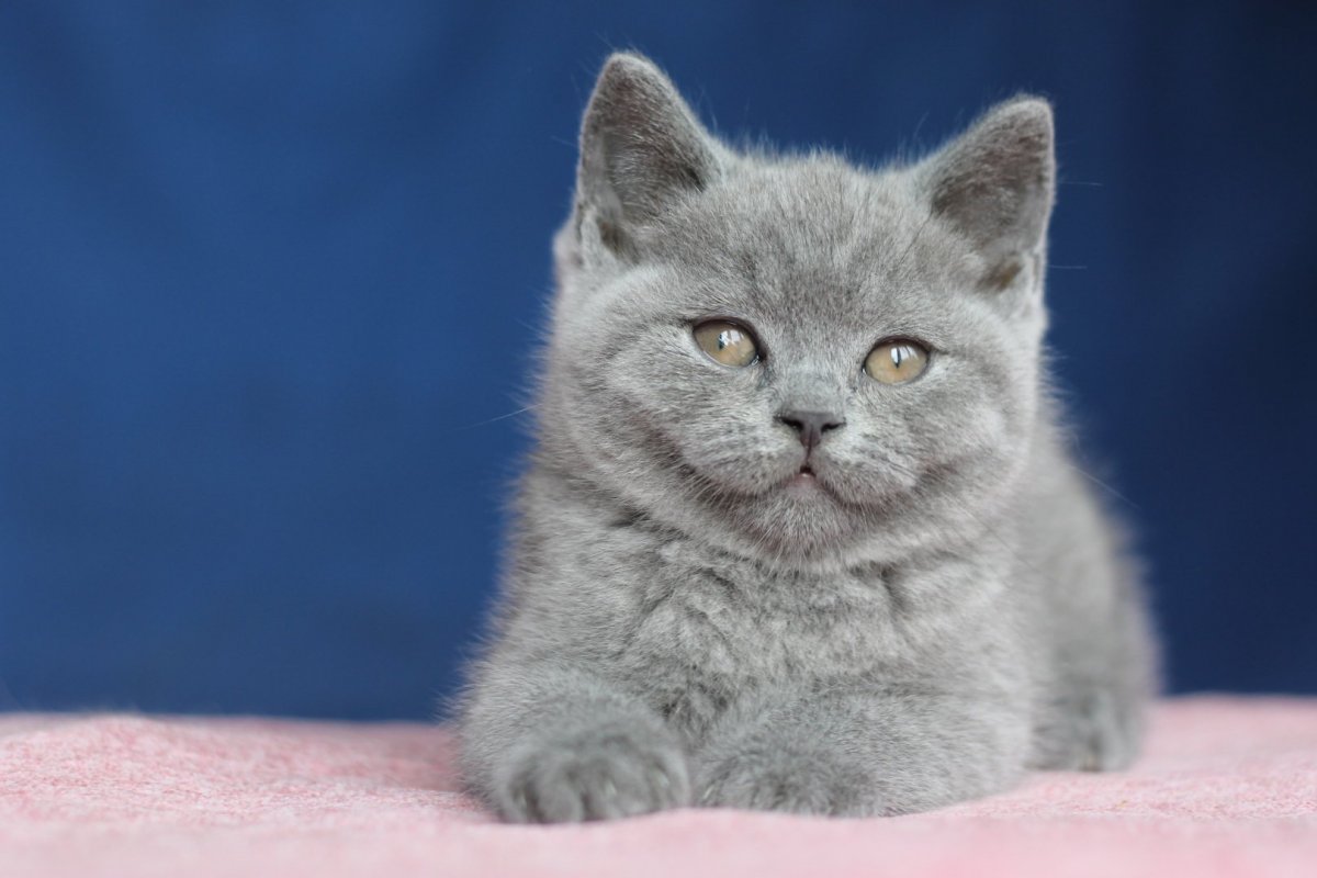 Британская короткошерстная котенок фото