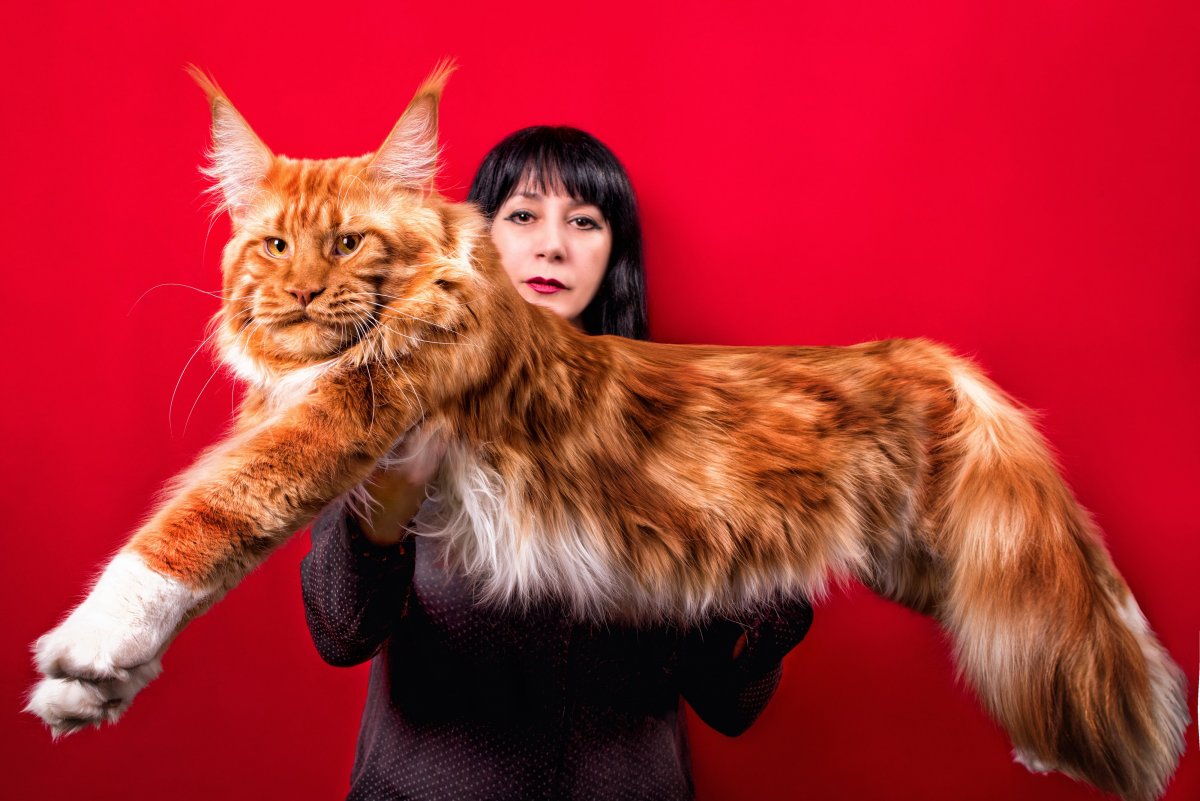 Мейнкун кот с человеком (114 фото)