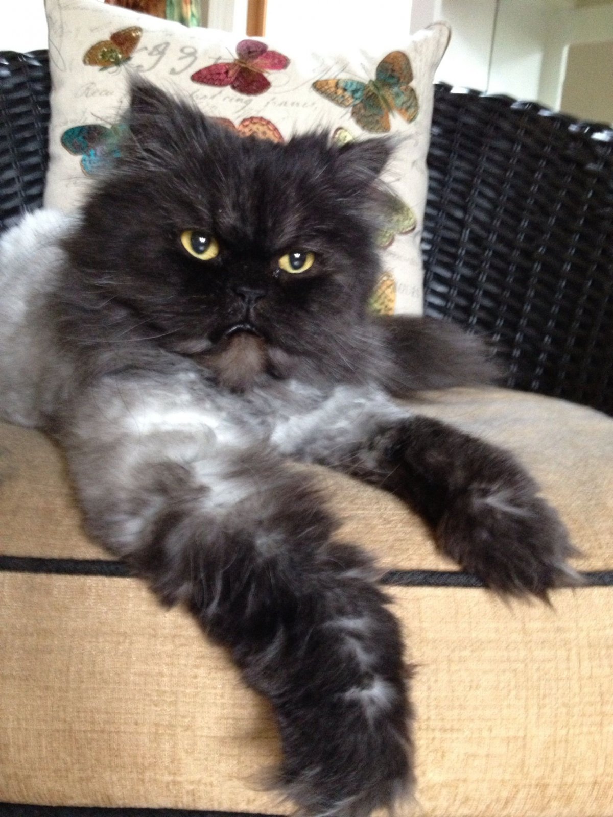 Персидская кошка черно серая