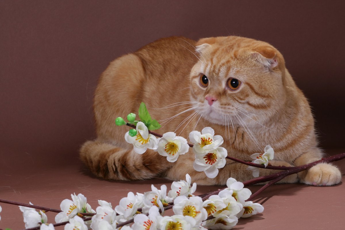 Шотландская вислоухая кошка бежевая в цветах