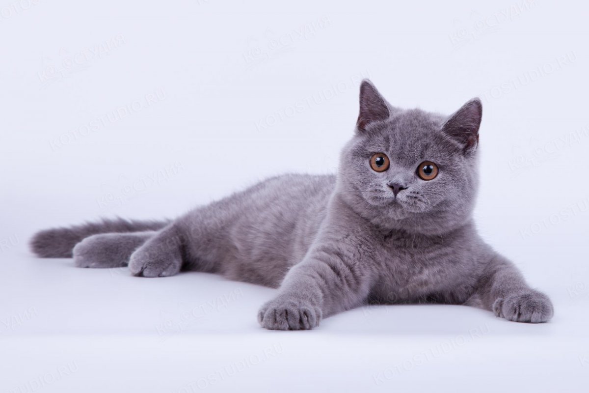 Британские котята фото прямоухие серые