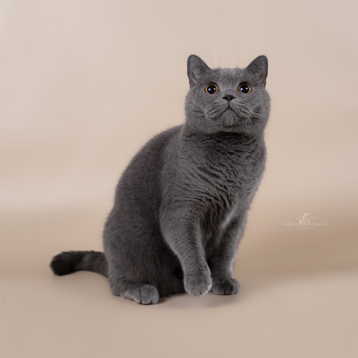 Британская короткошерстная кошка фото окрасы