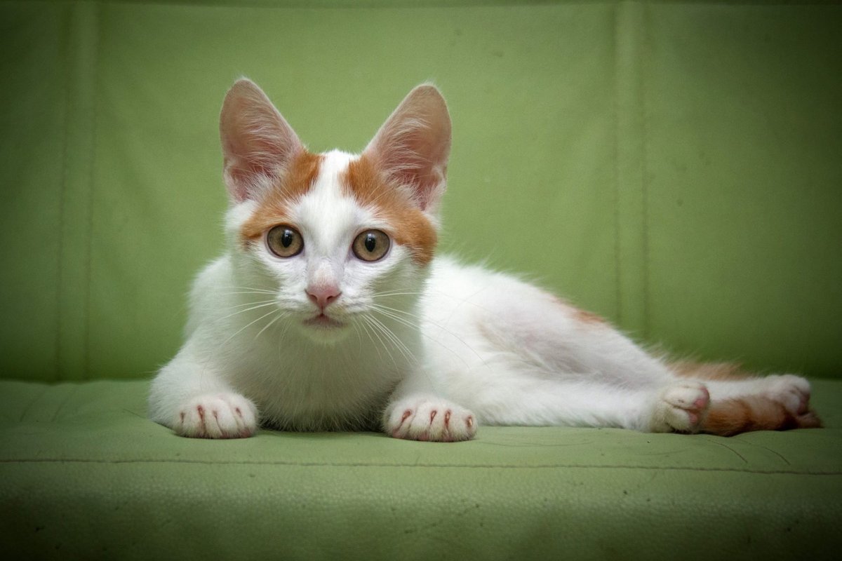 Турецкий Ван порода кошек рыжий