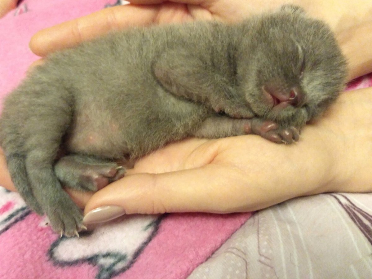 Новорожденные котята вислоухие