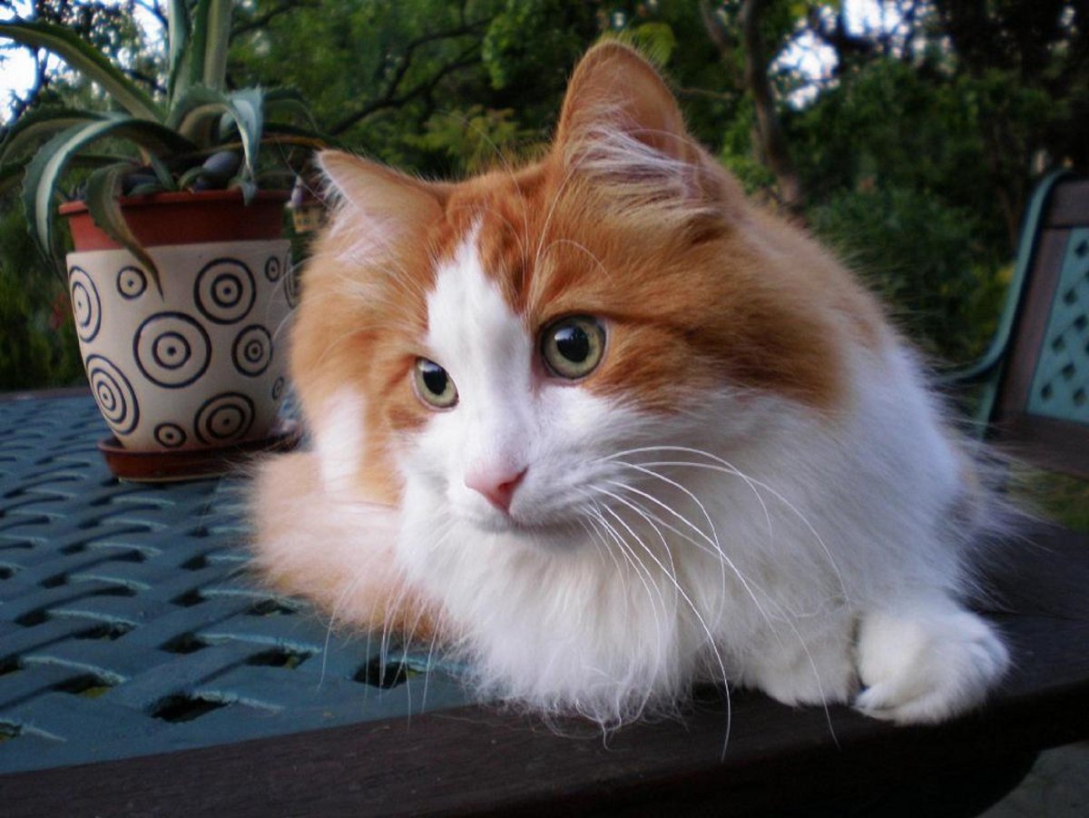 Турецкая ангора кошка рыжая