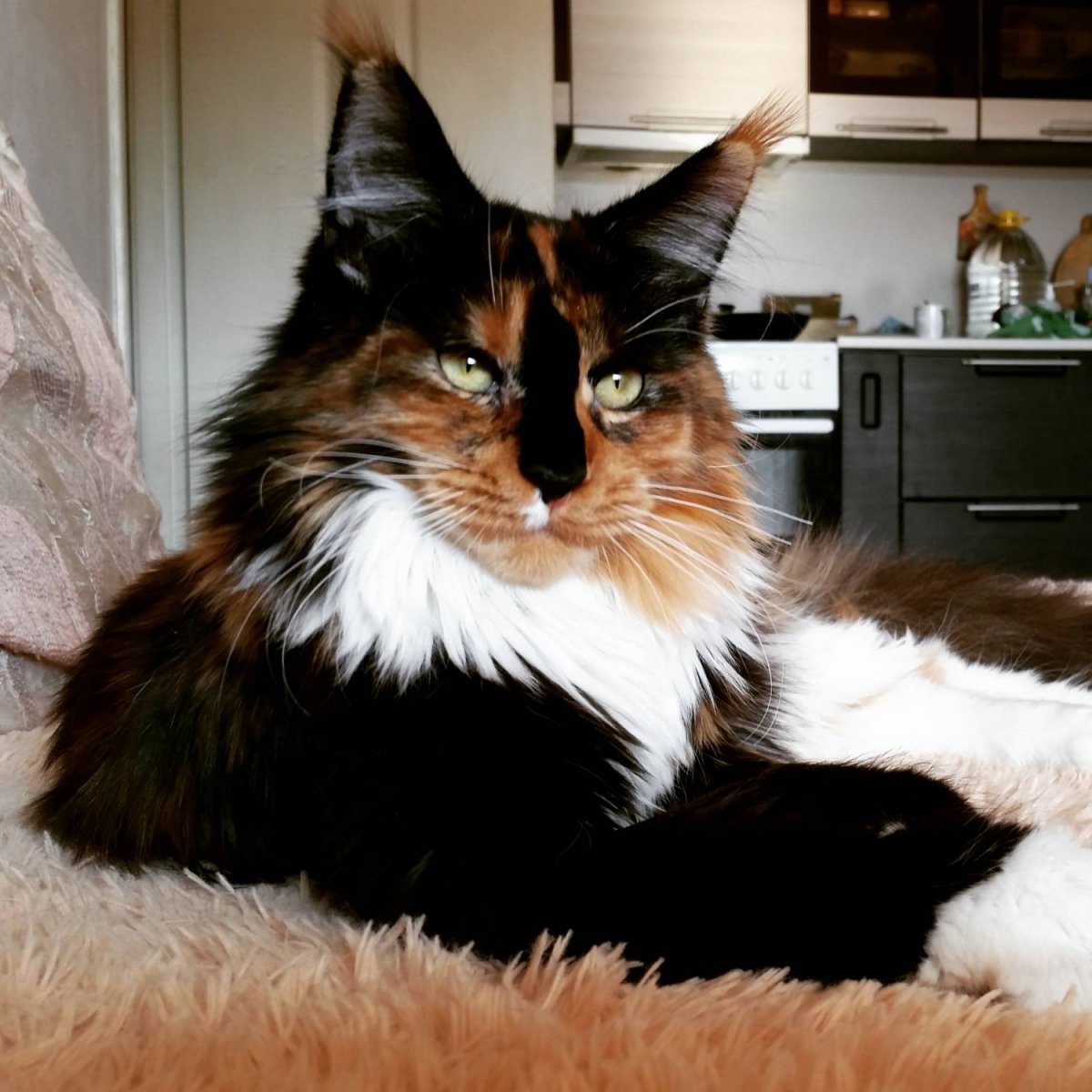 Трёхцветный мейнкун кошка