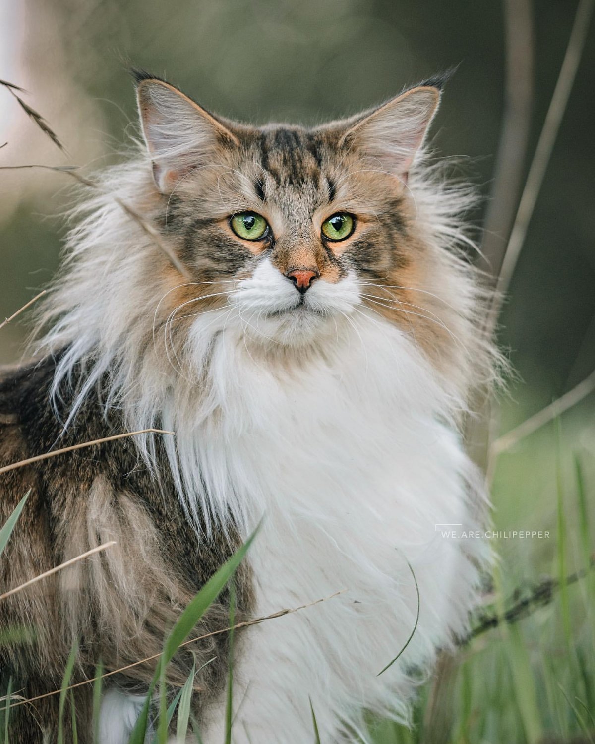 Кошки породы норвежская лесная фото