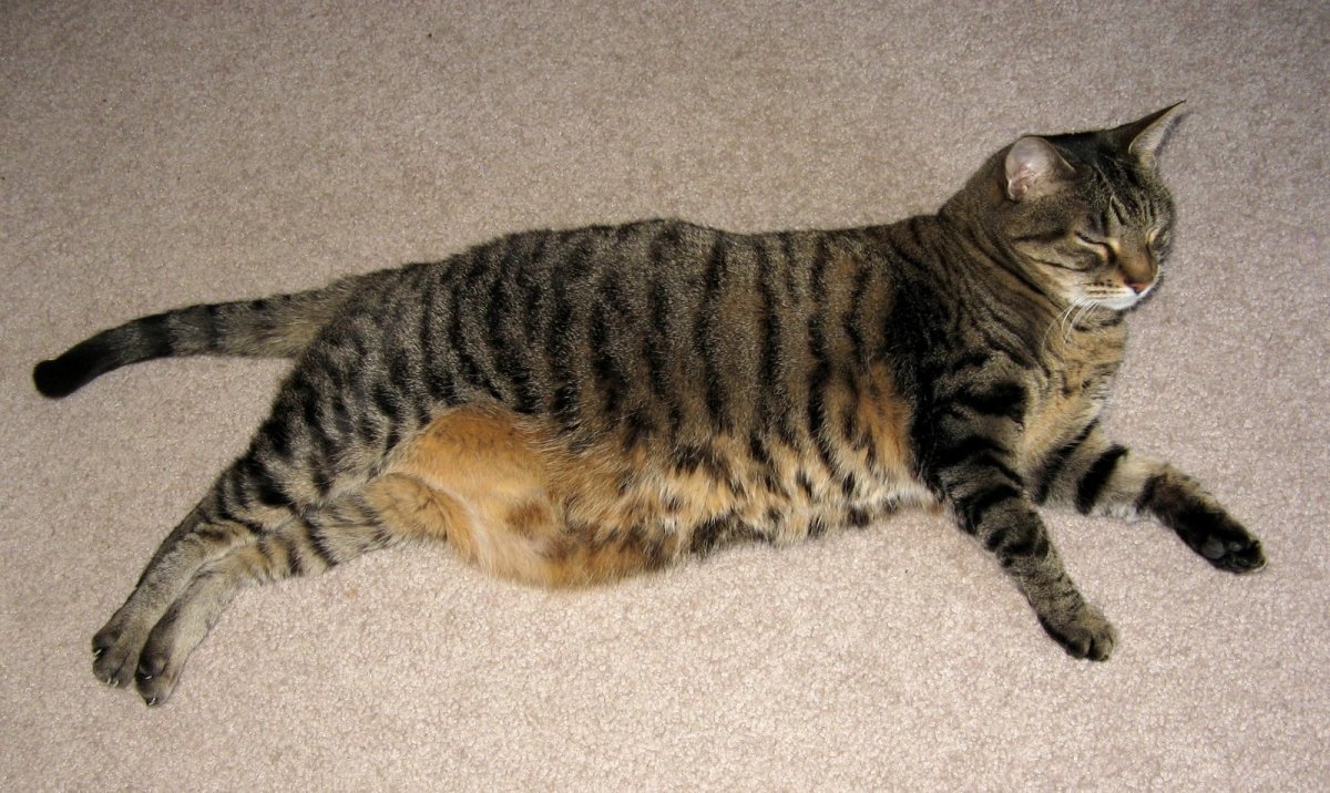 Табби макрель тигровый кот