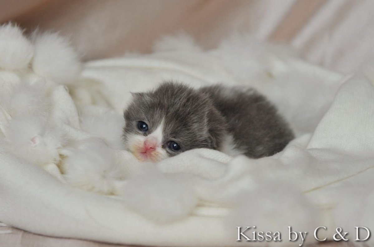 Милые Новорожденные котята
