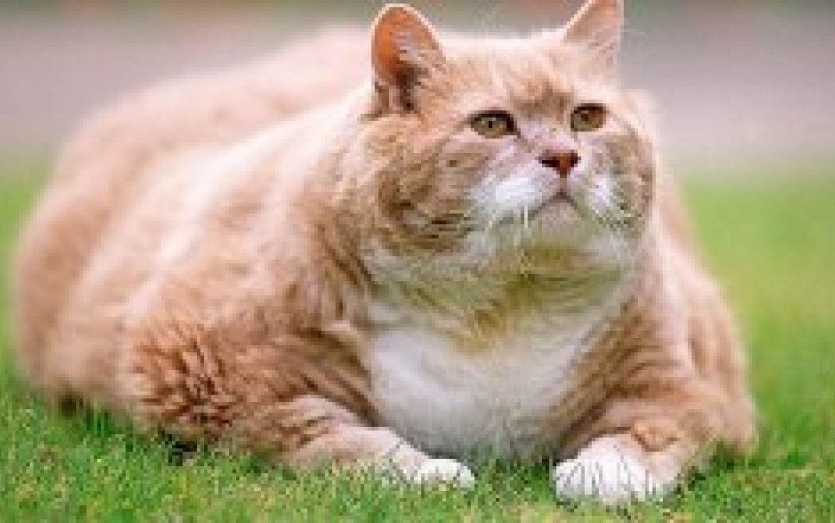 Толстый кот мяукает