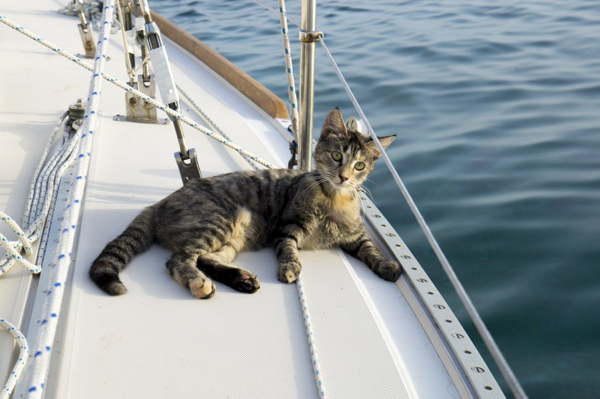 Кот на корабле