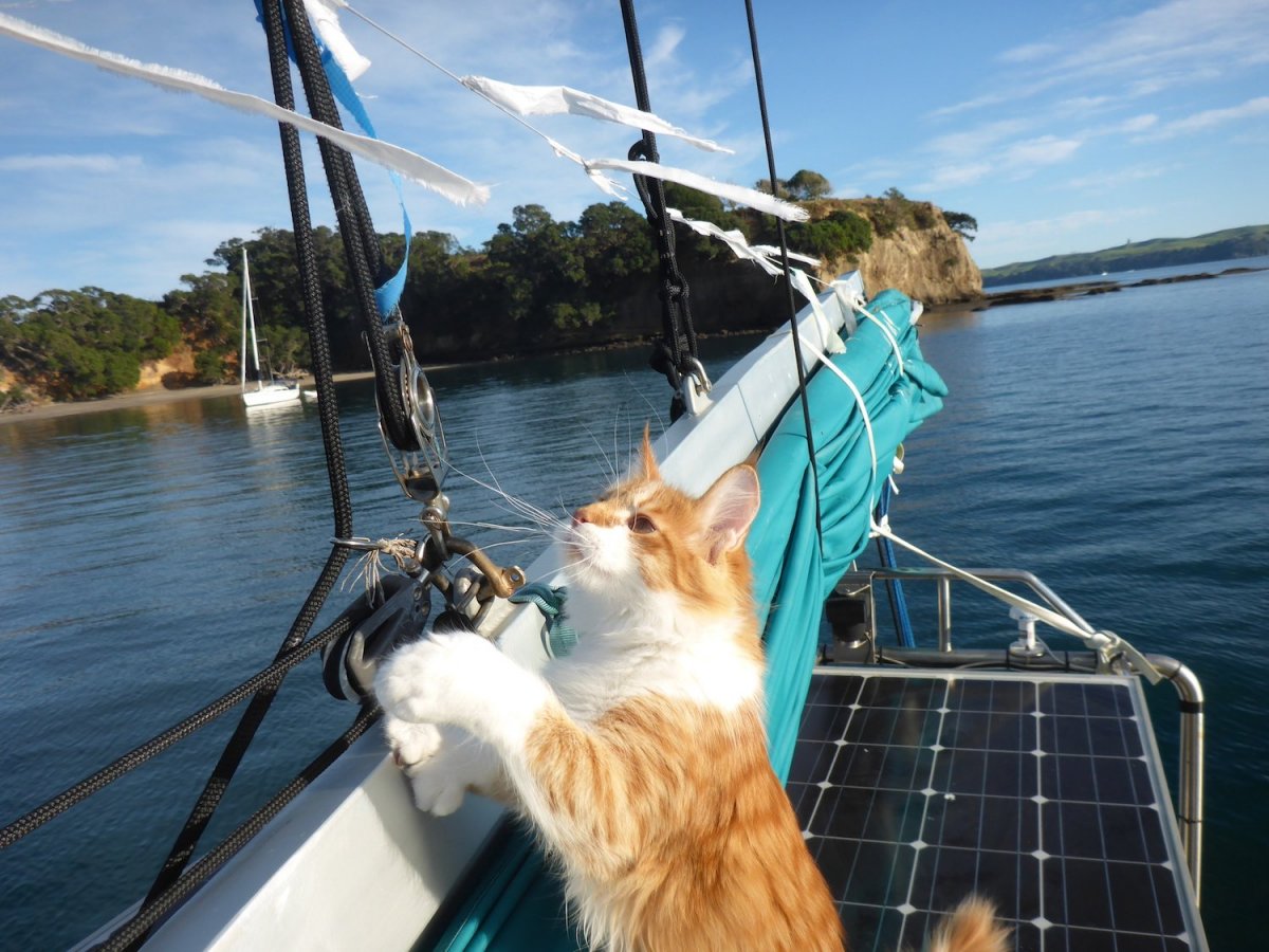 Коты на корабле