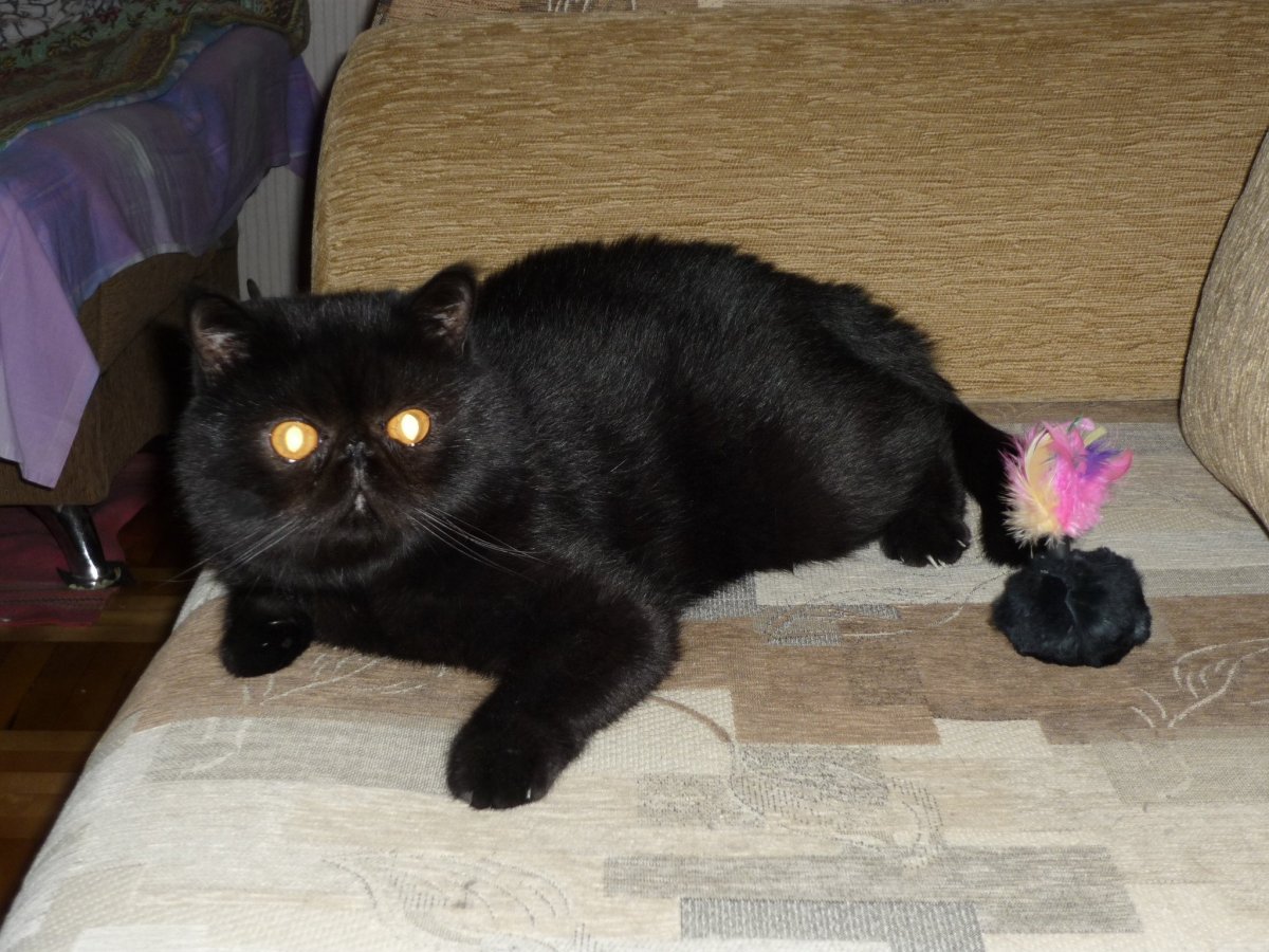 Экзот кошка черная