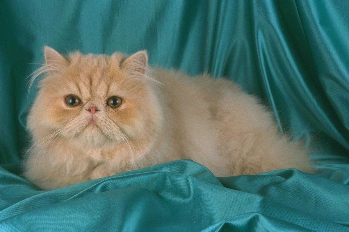 фото кошек породы персы