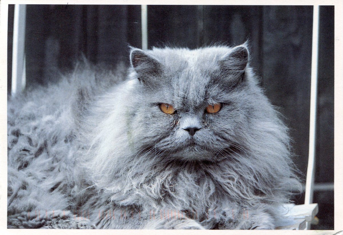 Персидский кот дымчатый