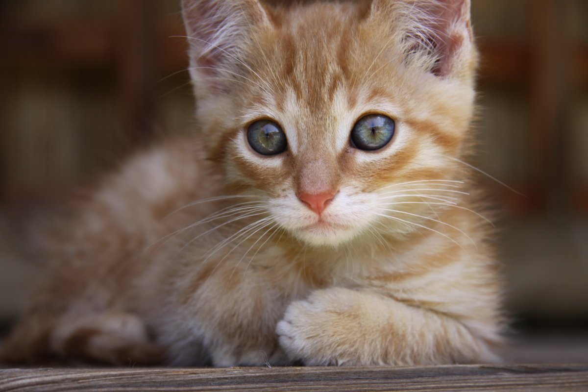 Рыжий котенок с голубыми глазами