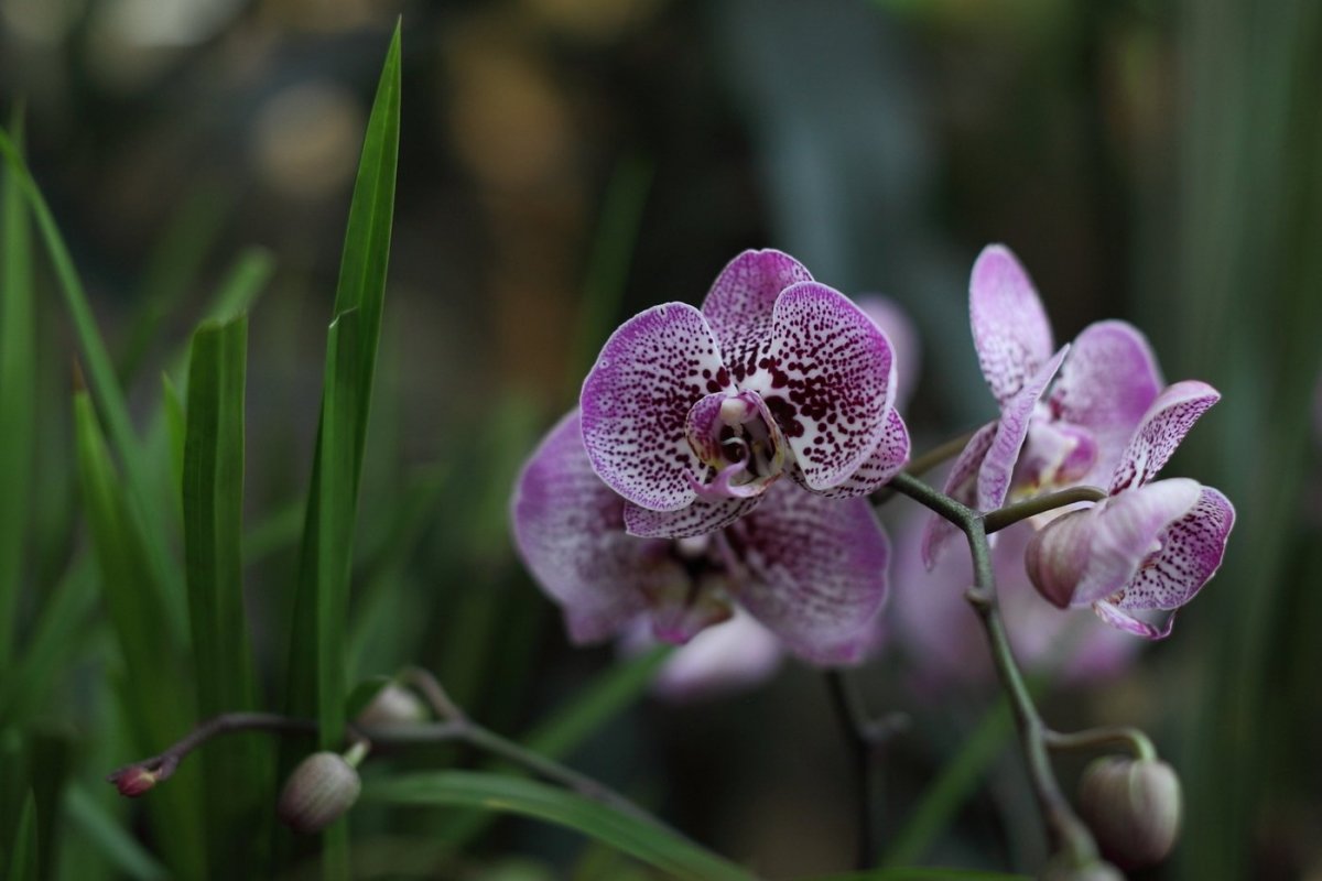Дикая Орхидея фаленопсис