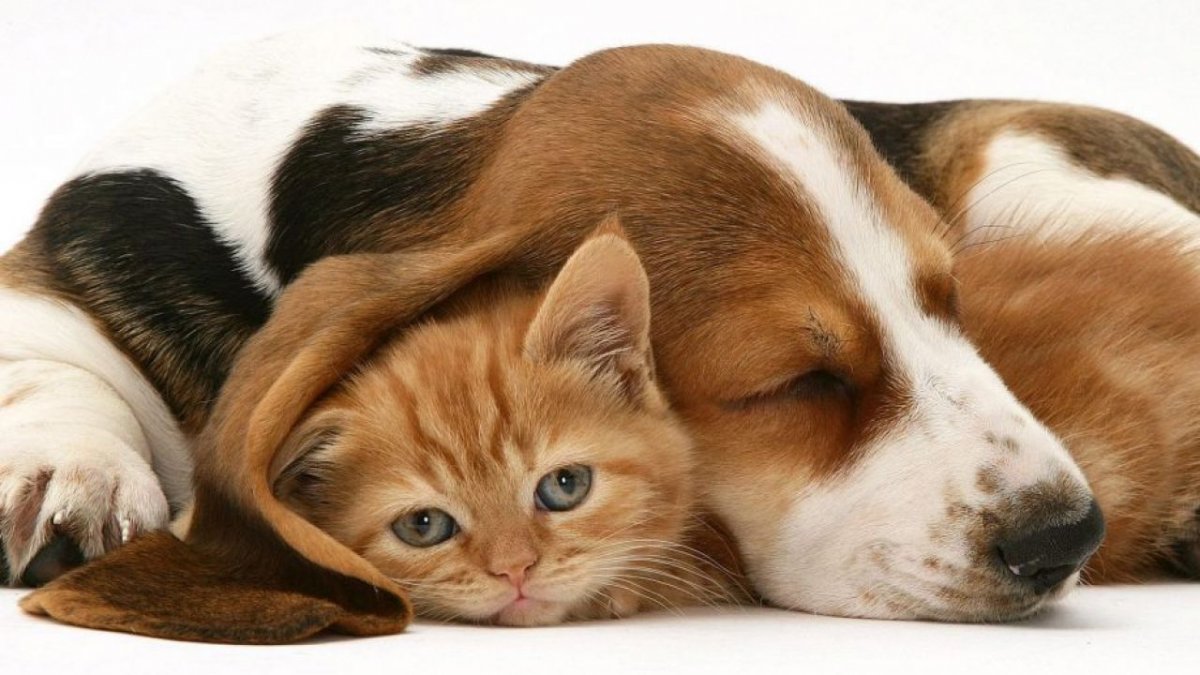 Спящие собаки и коты