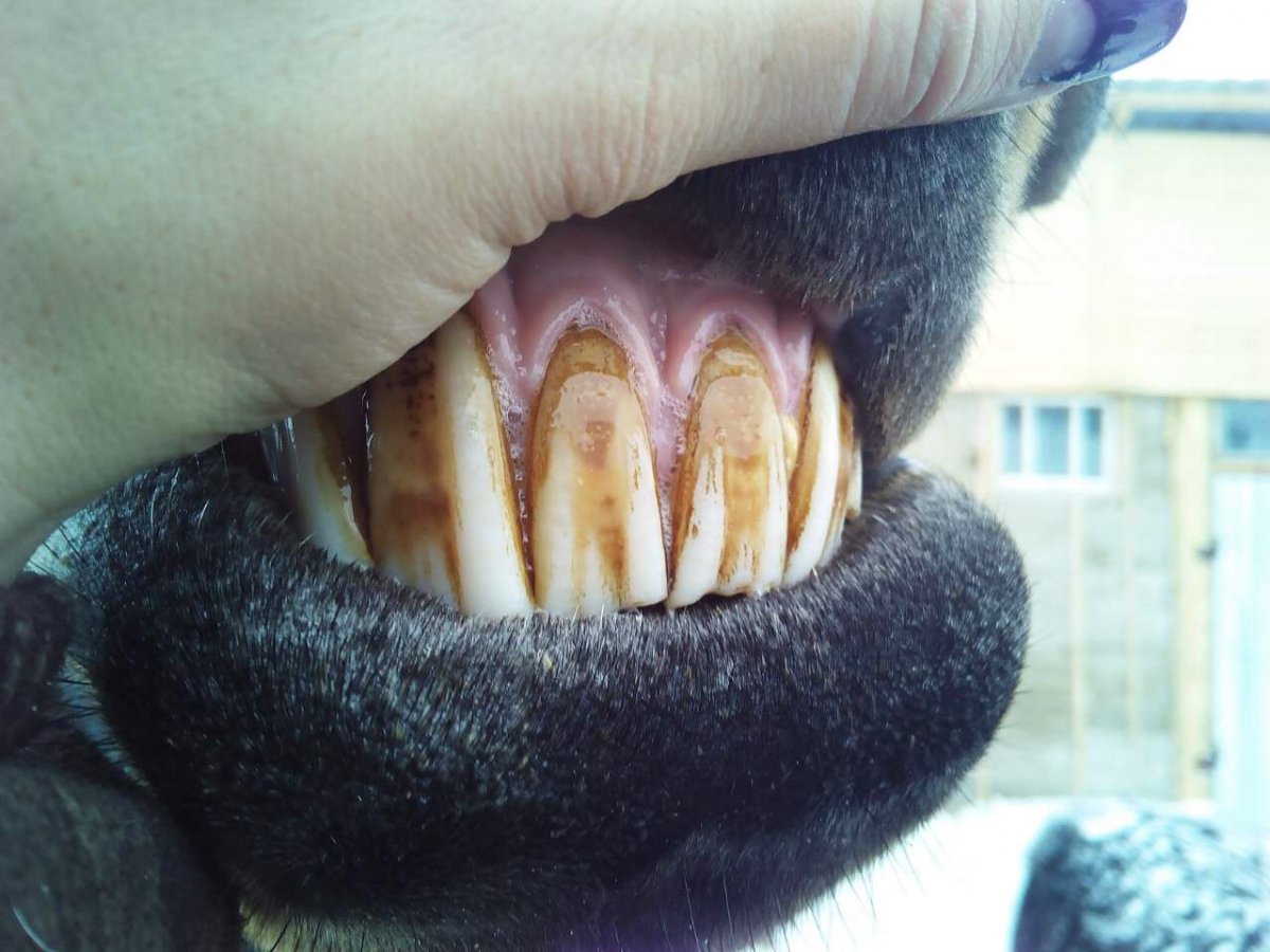 Лошадиные передние зубы