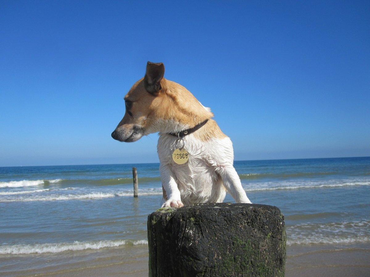 На берегу океана с собакой