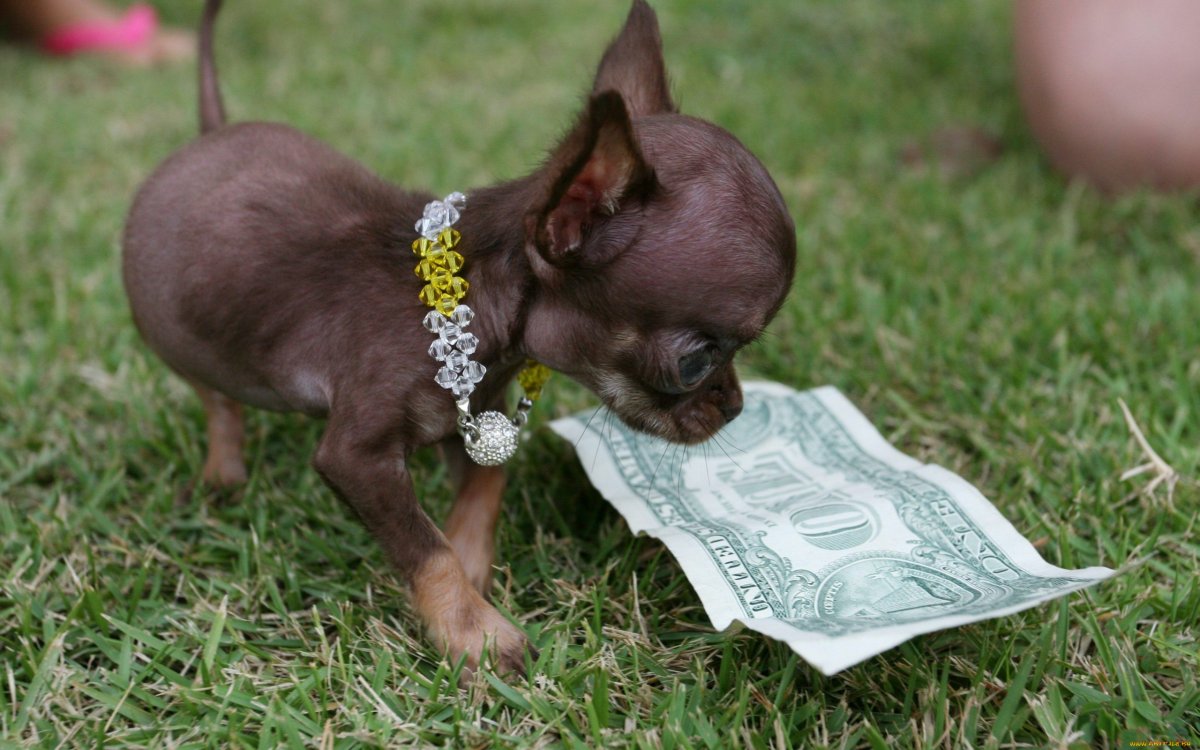 Милли самая маленькая собака в мире