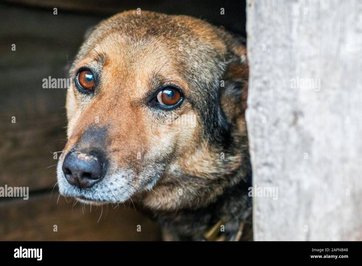 Грустные глаза бездомной собаки