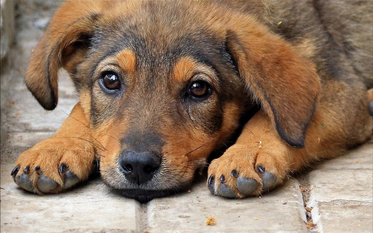 Глаза бездомной собаки