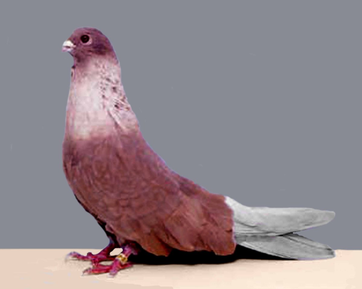 породы голубей с фотографиями и названиями