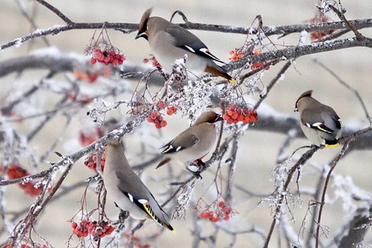 Зимние птицы подмосковья названия и фото