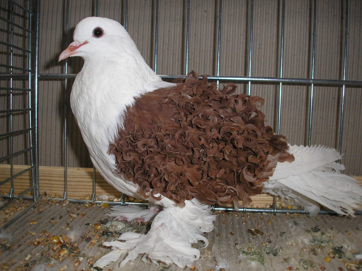 Курчавый голубь