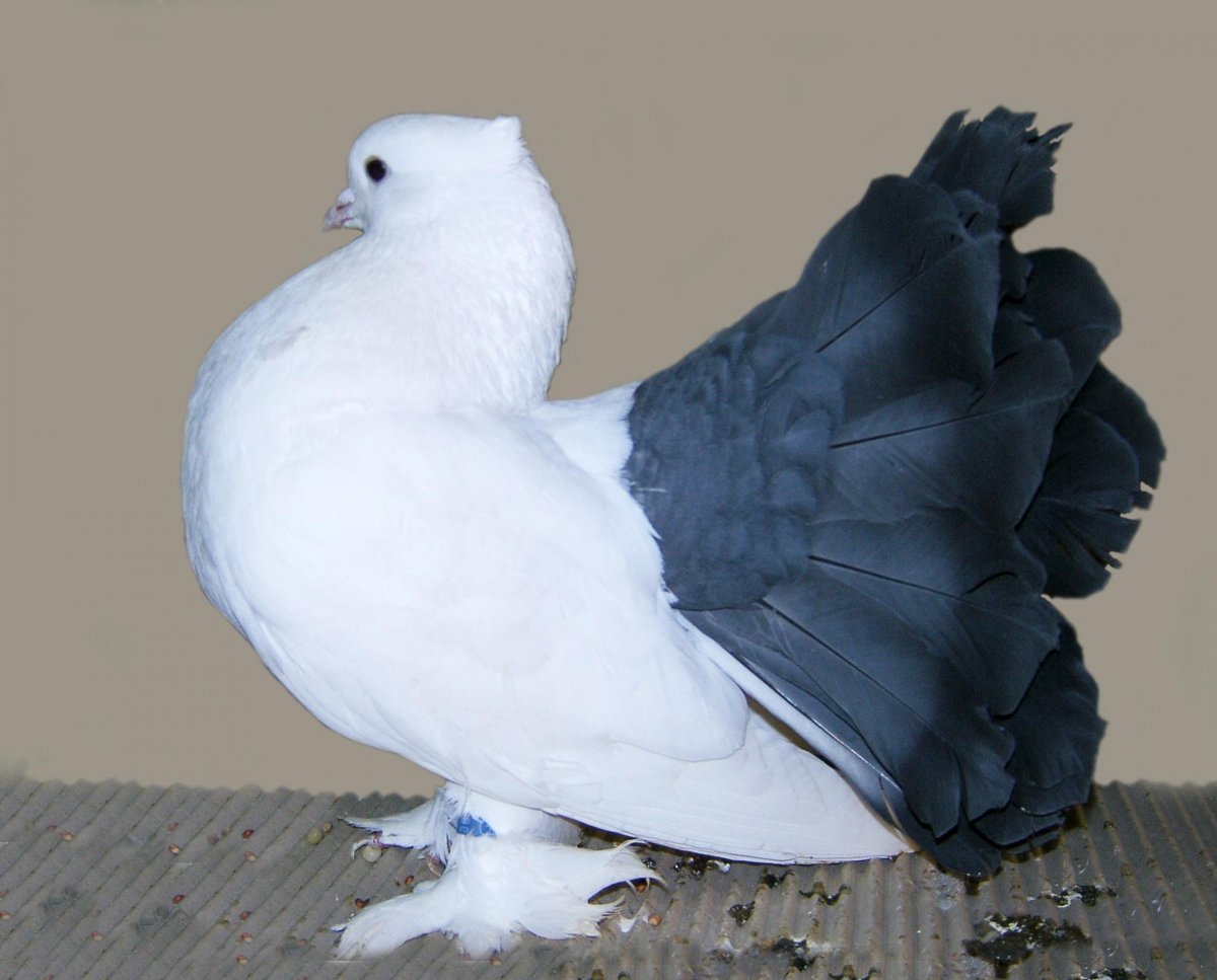 Узбекская порода голубей
