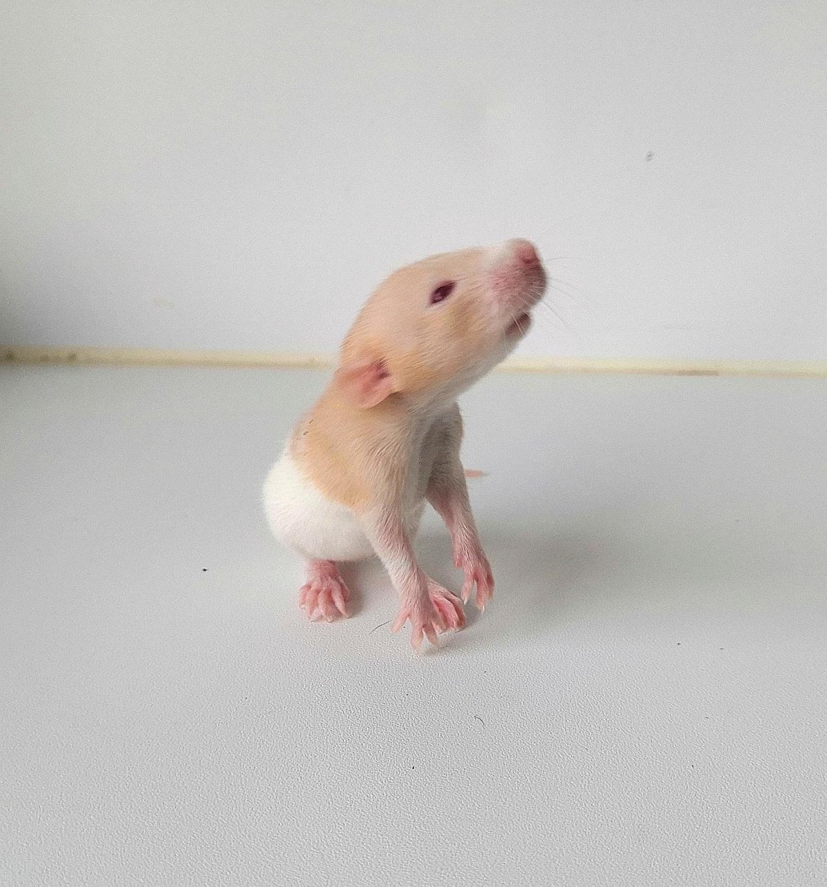 Крысята Дамбо альбинос