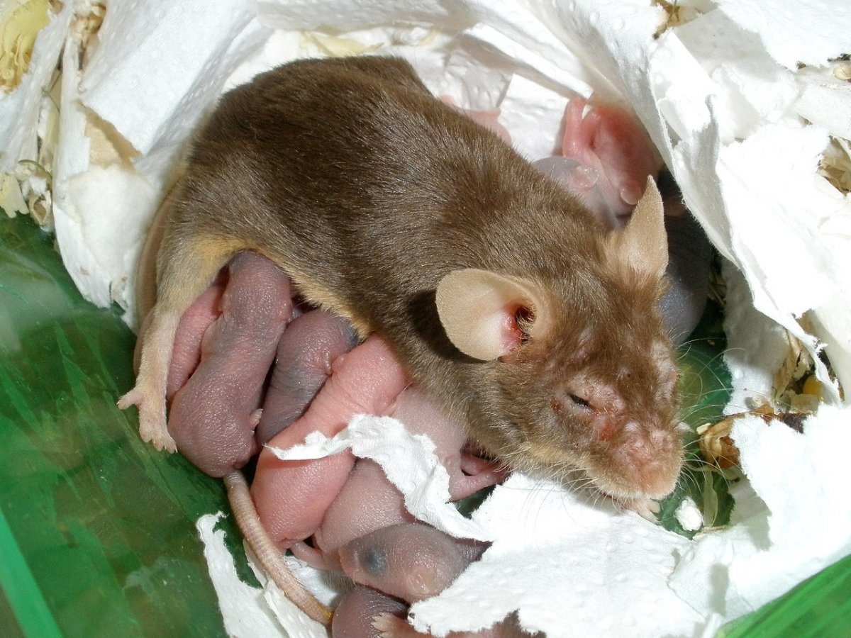 Сатиновая крыса фото