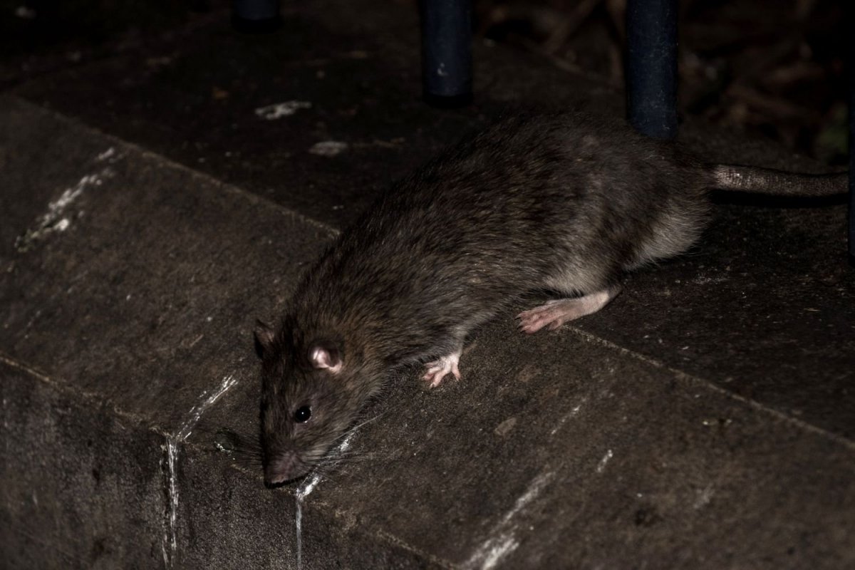 Огромные крысы в Московском метро